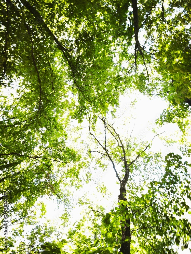 Fototapeta premium Low Angle Abstract Motion Blur View Looking Up at Green Tree Canopy and Bright Sky