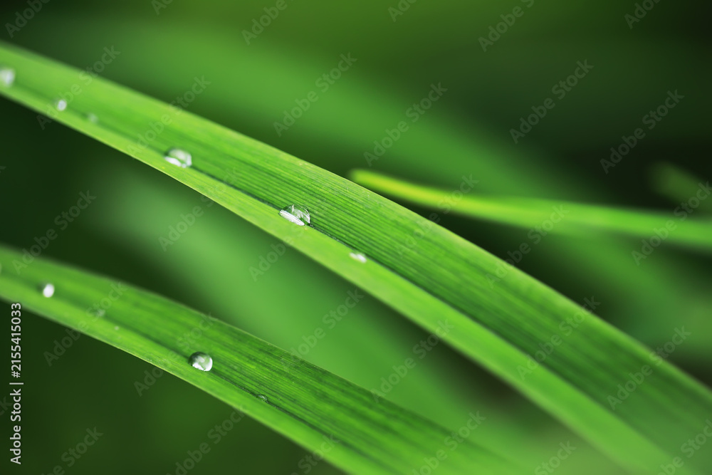 Fototapeta premium Close-Up of Fresh Green Grass Blades with Dew Drops in Natural Light