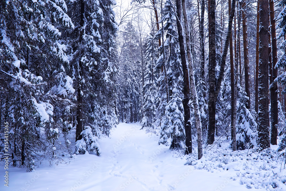 Obraz premium The forest is covered with snow. Frost and snowfall in the park. Winter snowy frosty landscape.