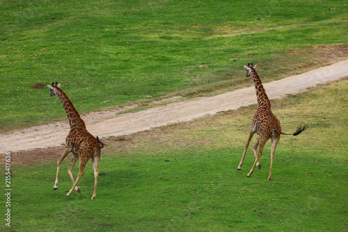 Two Majestic Giraffes Running Across Green Savannah Field.