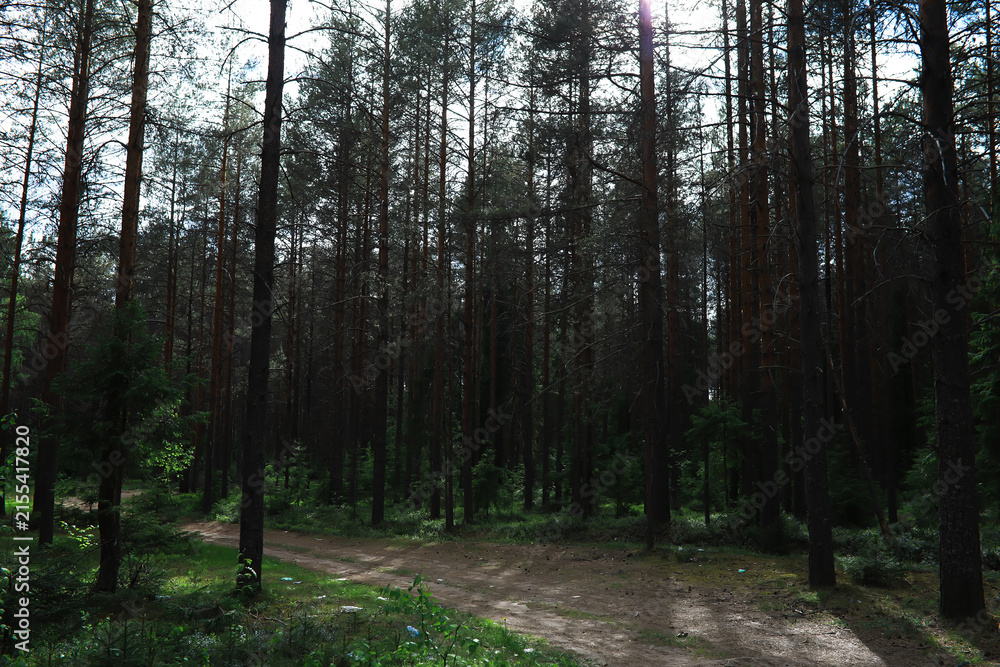 Obraz premium Fir branches with cones. Pinery. Trees in the forest. Glare of the sun.