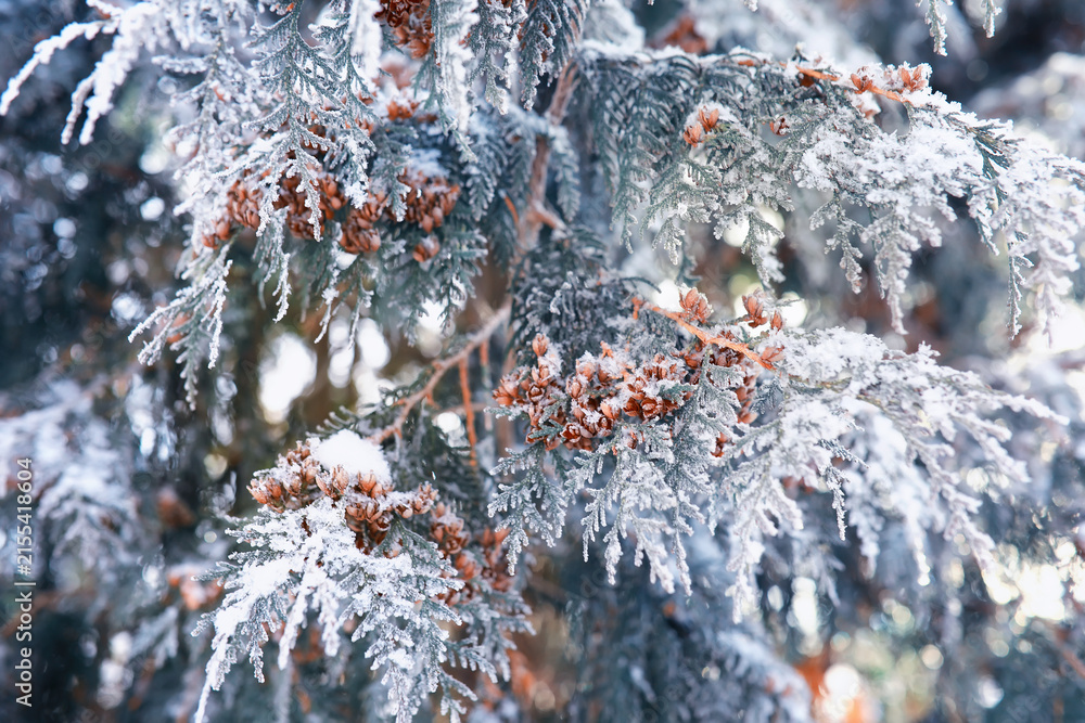 Fototapeta premium Winter landscape. Trees and plants covered with snow. The beauty of snow covered paths. Snowfall and cooling in tourist areas.