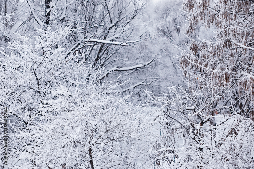 Fototapeta premium Winter forest landscape. Tall trees under snow cover. January frosty day in the park.