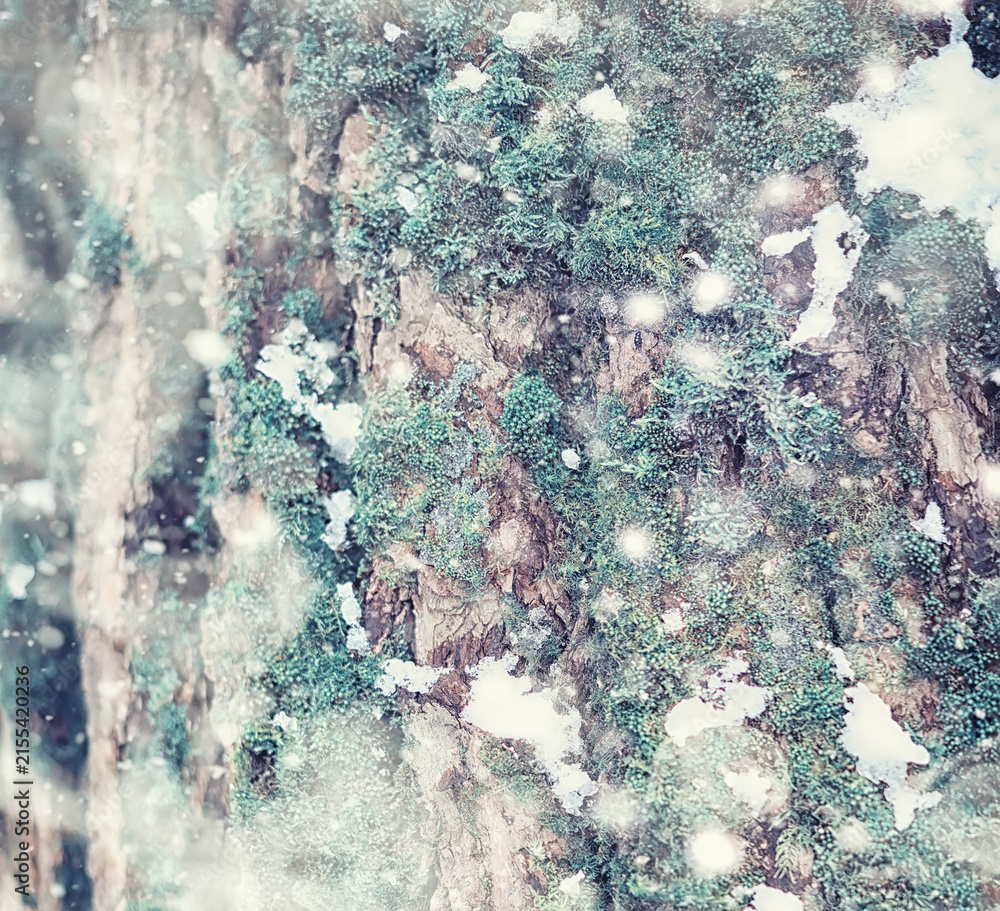 Fototapeta premium Winter forest landscape. Tall trees under snow cover. January frosty day in the park.