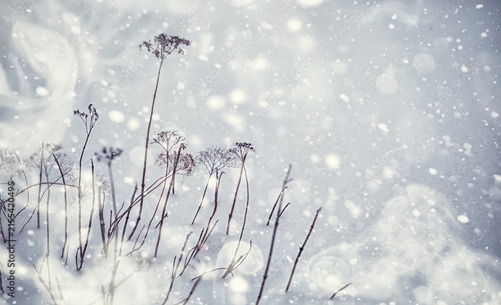 Fototapeta premium Winter forest landscape. Tall trees under snow cover. January frosty day in the park.