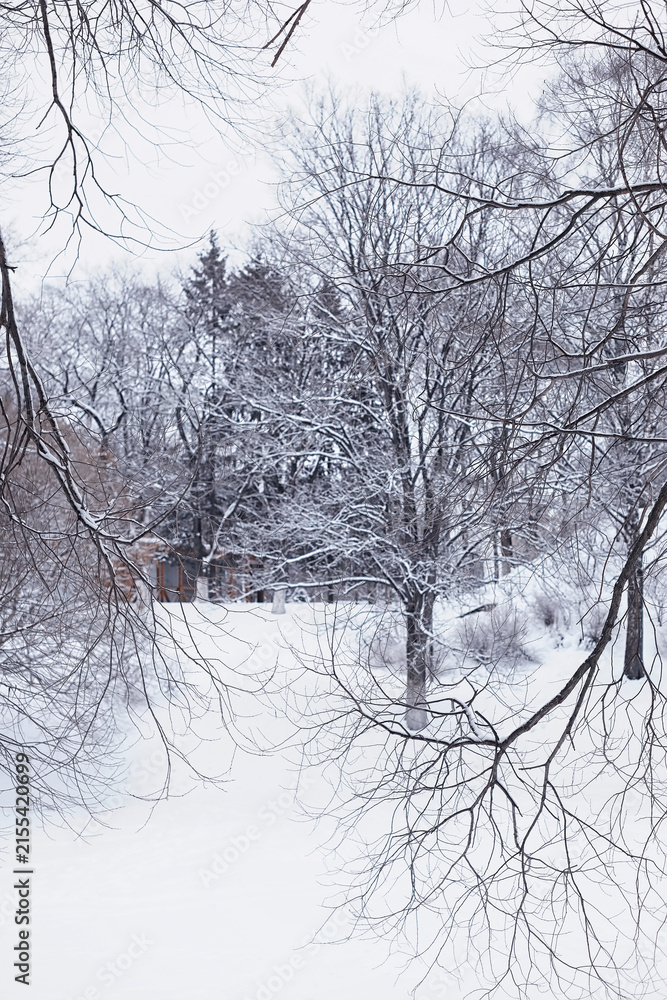 Fototapeta premium Winter forest landscape. Tall trees under snow cover. January frosty day in the park.