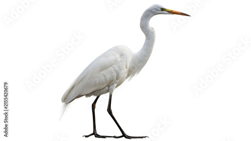 Fotografie Graceful wild white egret heron bird standing outdoors isolated on transparent b