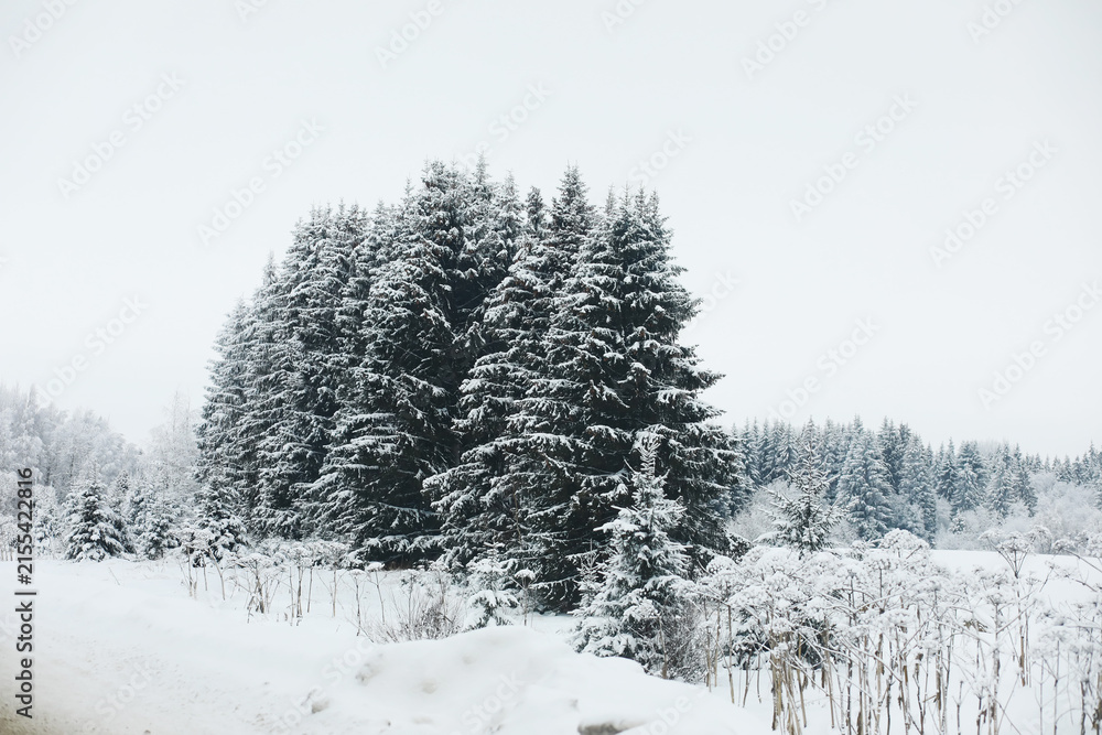 Obraz premium Winter snowy frosty landscape. The forest is covered with snow. Frost and fog in the park.
