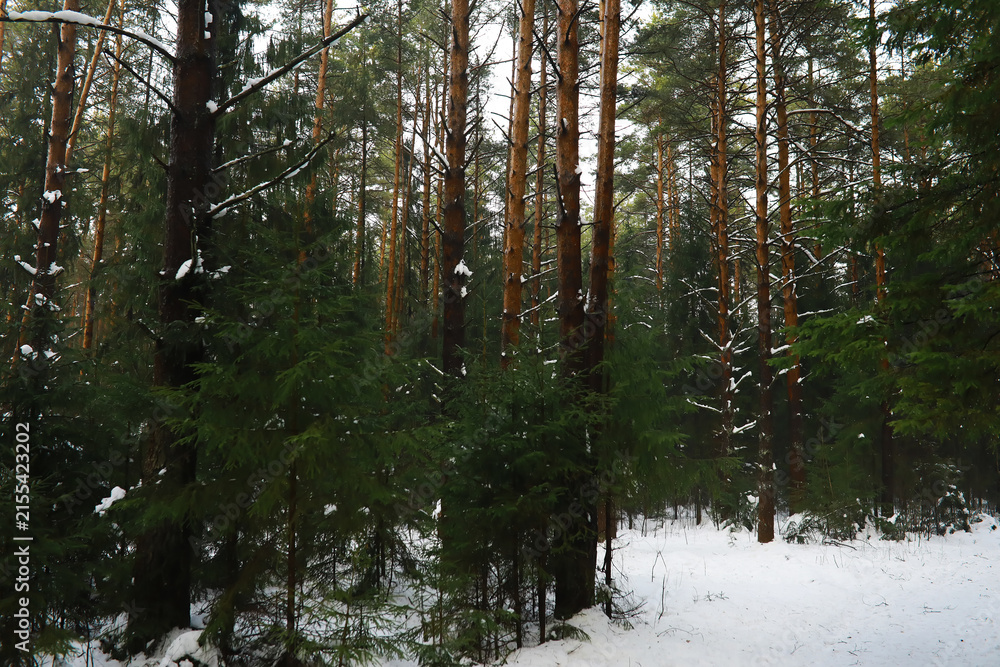 Obraz premium Winter snowy frosty landscape. The forest is covered with snow. Frost and fog in the park.