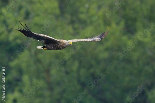 Konstfotografi White-tailed eagle (Haliaeetus albicilla) flying over green treetops under cloudy sky