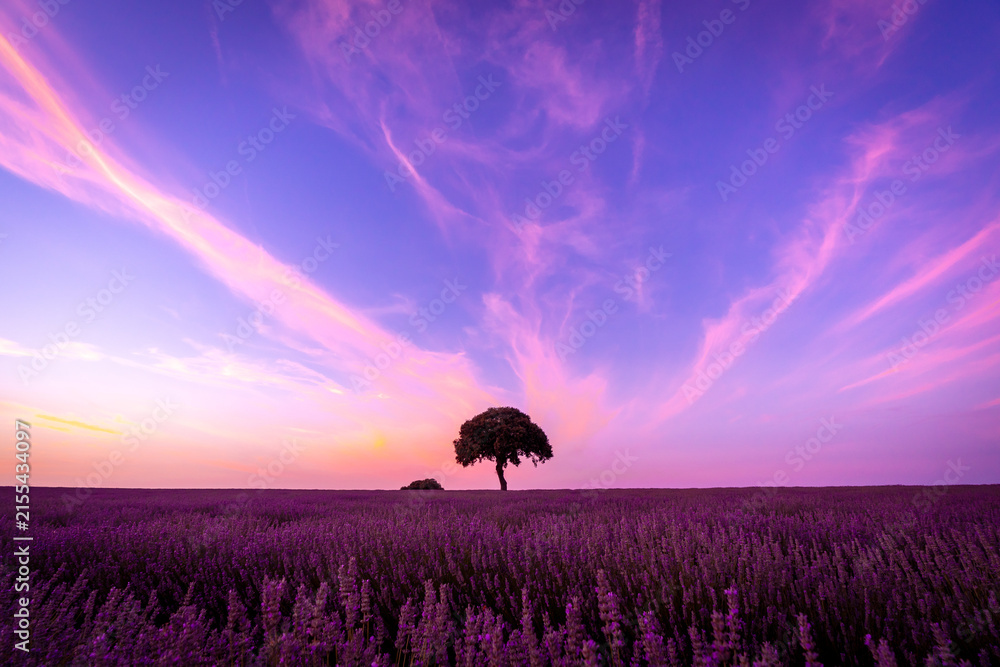 Naklejka premium Silhouette of a tree at sunset in a lavender field, natural landscape, Brihuega. Guadalajara