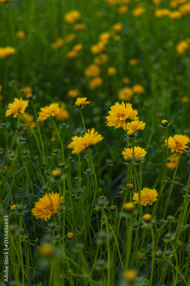 Fototapeta premium Yellow Wildflowers in a Green Meadow