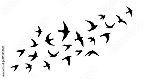 Flock of swallows flying in the sky, silhouette of birds
