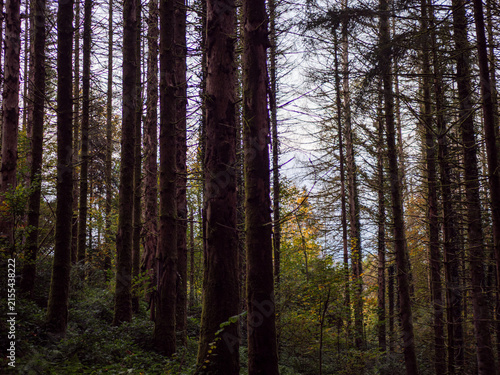 Chartreuse Conifer Forest With Tall Dark Tree Trunks In Autumn
