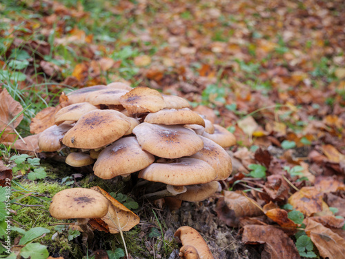 Wild Mushroom Cluster On Autumn Forest Floor