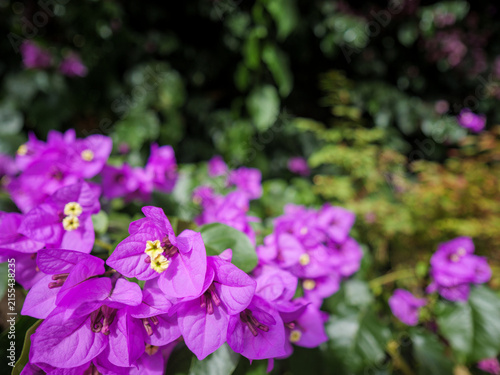 Purple Bougainvillea Flowers In Bright Garden Light
