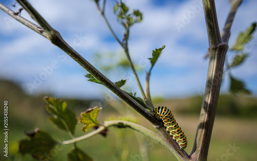 Old World Swallowtail Caterpillar On Wild Plant Stem