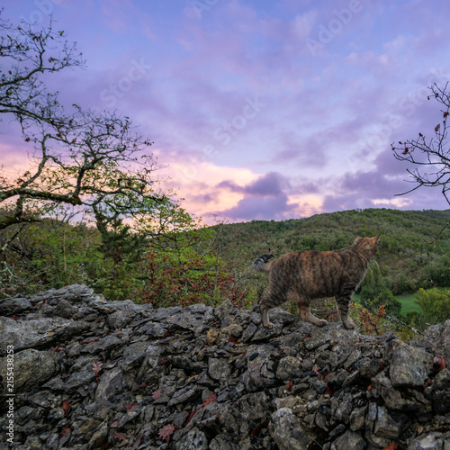 Tabby Cat Walking On Stone Wall At Sunset In France