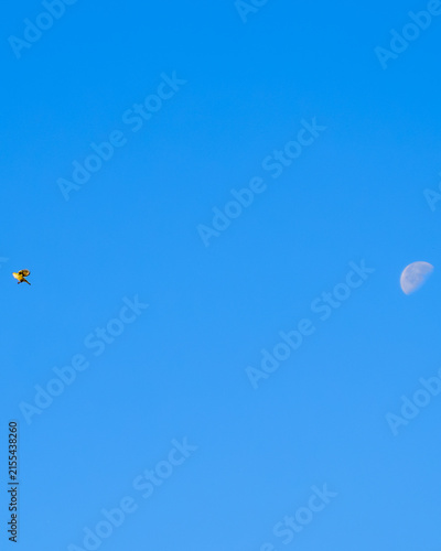 Small Yellow Bird In Flight With Moon In Blue Sky