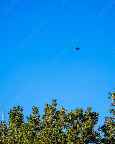 Small Bird In Flight Above Treetops Against Blue Sky