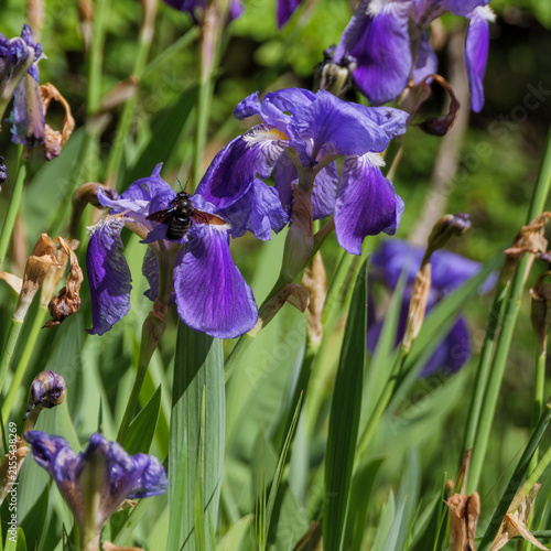 Violet Carpenter Bee Pollinating Purple Bearded Iris