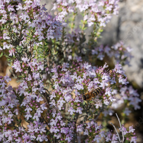 Honey Bee Pollinating Pale Purple Wild Thyme Flowers