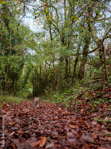 Tabby Cat Walking On Wet Autumn Woodland Trail