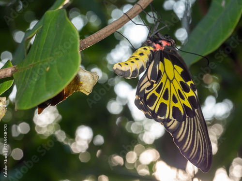 Fotografía Golden birdwing butterfly has just emerged from her chrysalis