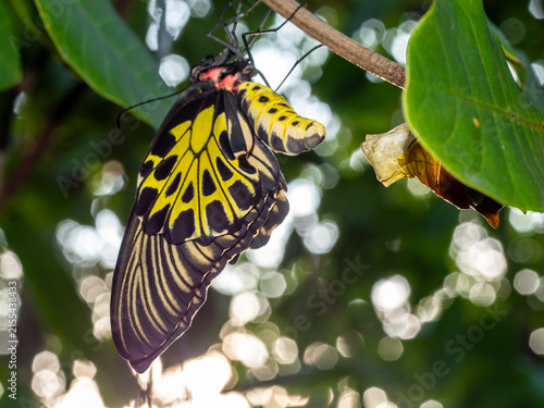 Canvastavla Golden birdwing butterfly has just emerged from her chrysalis