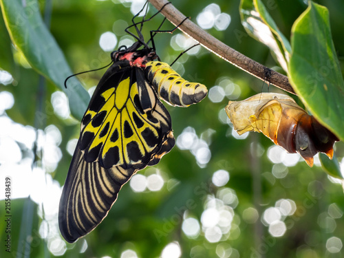 Foto Golden birdwing butterfly has just emerged from her chrysalis