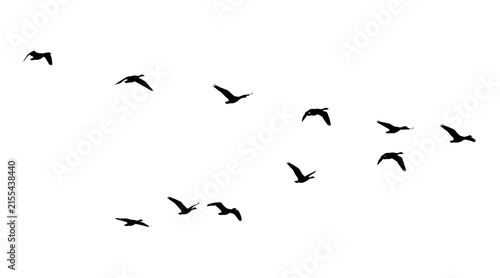 Silhouettes of a flock of canada geese flying in formation