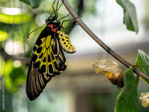 Foto Golden birdwing butterfly has just emerged from her chrysalis