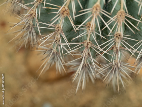 Close-up on top of Ferocactus peninsulae