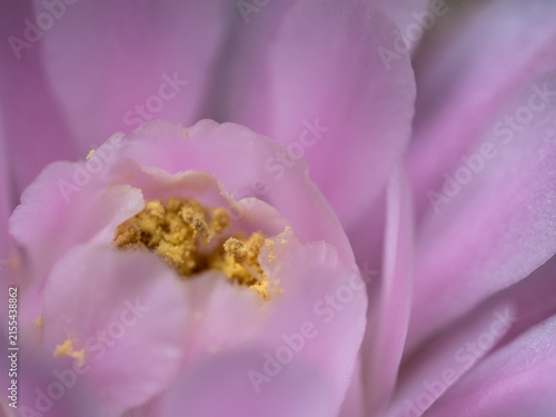 Gymnocalycium Cactus flower,close-up Pink delicate petal flower