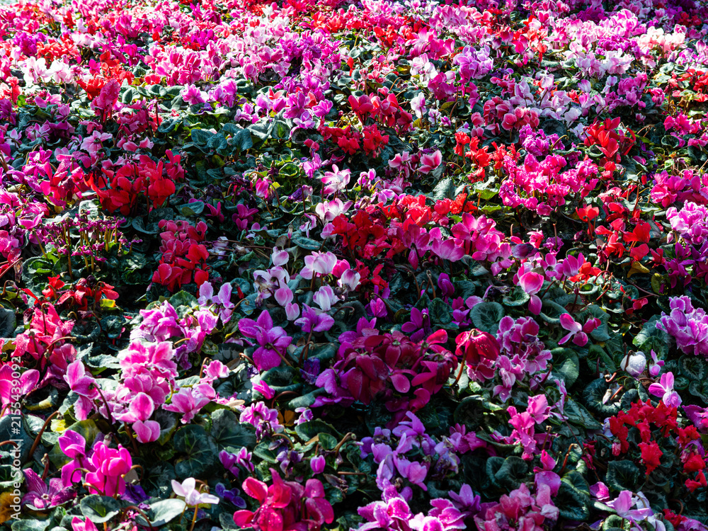 Fototapeta premium Colorful Cyclamen Flowers in a Garden Bed
