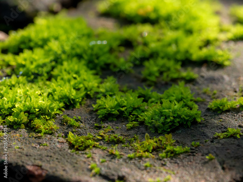 Fresh green moss that grows cover on moist stone