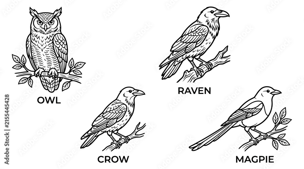 Obraz premium Set of Birds: Owl, Crow, Raven, Magpie - Vintage Illustration Style