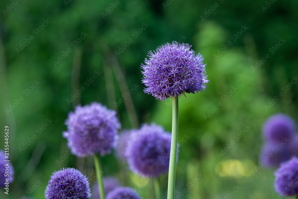 Fototapeta premium Like a purple constellation suspended above the garden, Allium 'Globemaster'. Allium 'Globemaster', a ornamental onion with a large spherical head of densely packed violet-purple star-shaped flowers. 