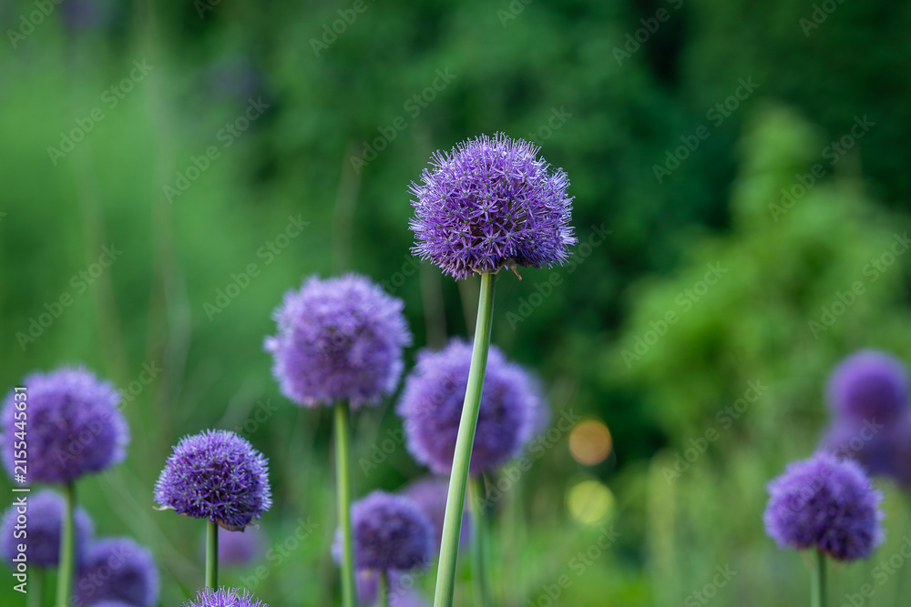 Fototapeta premium Like a purple constellation suspended above the garden, Allium 'Globemaster'. Allium 'Globemaster', a ornamental onion with a large spherical head of densely packed violet-purple star-shaped flowers. 