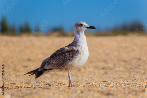 Canvas Print closeup sea birds on the sandy sea beach