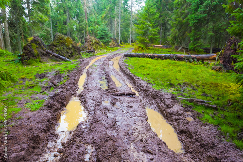 Canvas Print ground road in mud among green wet forest