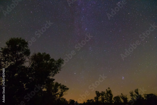 forest silhouette under a night starry sky, beautiful night outdoor scene