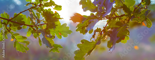 closeup green oak tree branch in light of morning sun