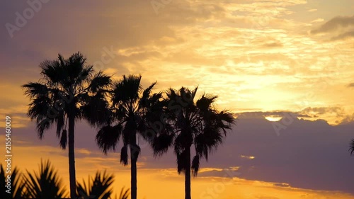 A scenic sunset with palm trees silhouetted against the orange sky in slow motion 60fps