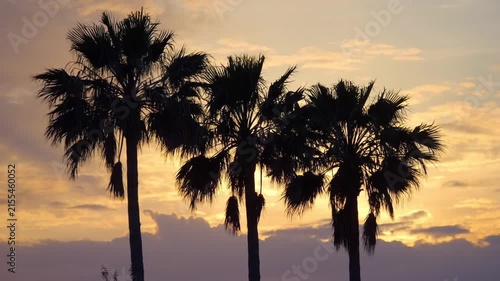 A scenic sunset with palm trees silhouetted against the orange sky in slow motion 60fps