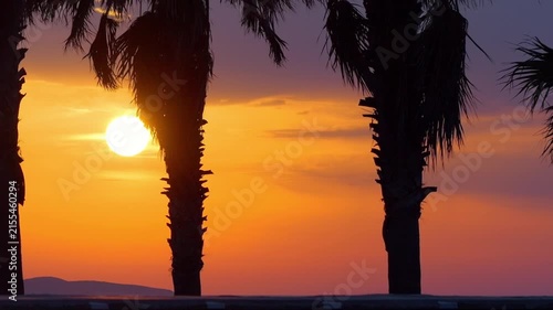 A scenic sunset with palm trees silhouetted against the orange sky in slow motion 60fps