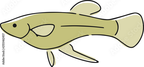 手描きのカダヤシのイラスト（オス）