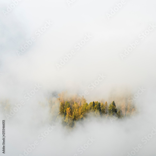 Autumn forest foliage emerging from thick morning fog, creating nature tourism background with copy space in a mountain landscape, Sella Nevea, Julian Alps, Chiusaforte, Friuli, Italy.