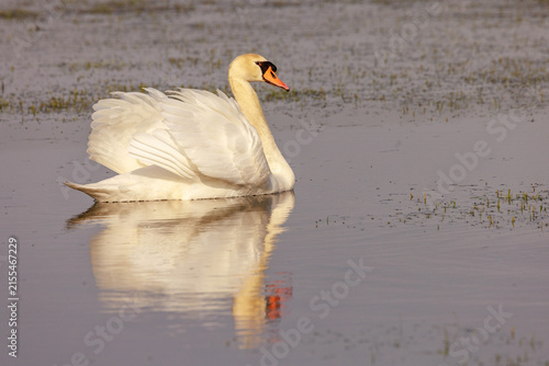 Obraz na płótnie Höckerschwan (Cygnus olor)