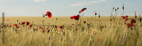 Red field poppies (papaver rhoeas) growing on the edge of a field of barley, lit by soft evening light.